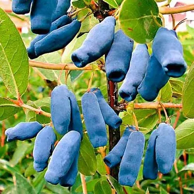 Жимолость съедобная НИМФА (ГАММА)  Жимолость съедобная НИМФА (ГАММА) в Красногорске