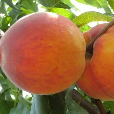 Персик СОЧНЫЙ в Красногорске