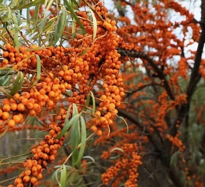 Облепиха СЕРАФИМА в Красногорске