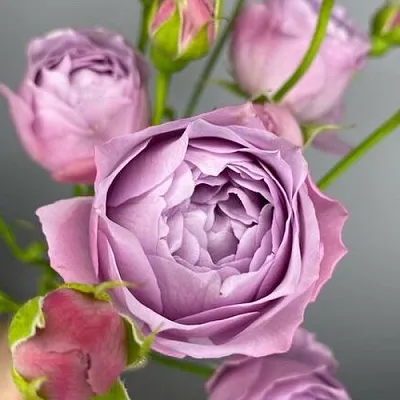 Саженцы роз ЛАВЕНДЕР БАБЛС спрей  Саженцы роз ЛАВЕНДЕР БАБЛС спрей в Красногорске