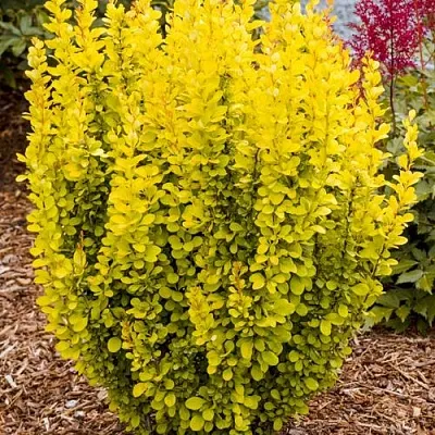 Барбарис ГОЛДЕН ТОРЧ тунберга  Барбарис ГОЛДЕН ТОРЧ тунберга в Красногорске