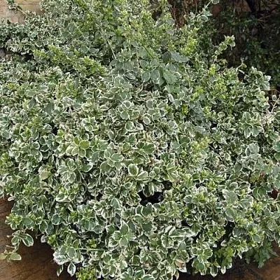 Бересклет ЭМЕРАЛЬД ГАИТИ форчуна в Красногорске