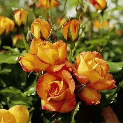 Саженцы роз САХАРА плетистая  Саженцы роз САХАРА плетистая в Красногорске