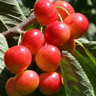 Черешня ГАСТИНЕЦ — описание сорта Черешня ГАСТИНЕЦ в Красногорске