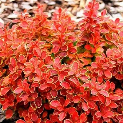 Барбарис КОРАЛ тунберга  Барбарис КОРАЛ тунберга в Красногорске