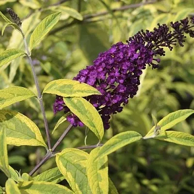 Буддлея давида САНТАНА  в Красногорске