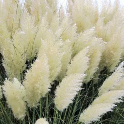 Кортадерия белая (пампасная трава) в Красногорске