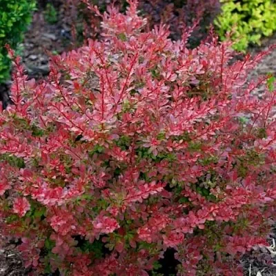 Барбарис ГОЛДЕН РИНГ тунберга  Барбарис ГОЛДЕН РИНГ тунберга в Красногорске