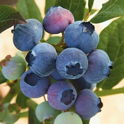 Голубика ОСОРНО в Красногорске