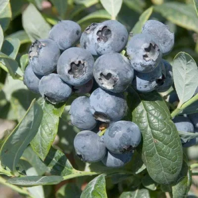 Голубика БРИГИТТА — описание сорта Голубика БРИГИТТА в Красногорске