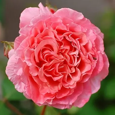 Саженцы роз ЛОРАН КАБРОЛЬ шраб  Саженцы роз ЛОРАН КАБРОЛЬ шраб в Красногорске