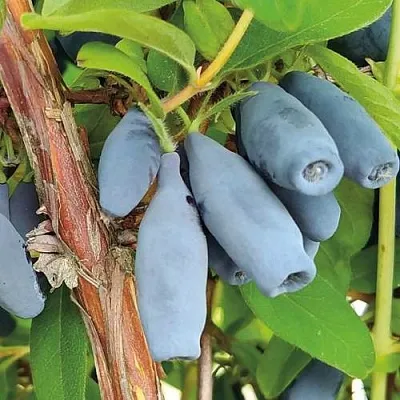 Жимолость съедобная ВОСТОРГ  Жимолость съедобная ВОСТОРГ в Красногорске