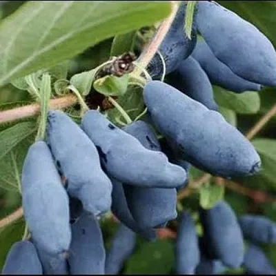 Жимолость съедобная СИНИЙ ШАРИК  Жимолость съедобная СИНИЙ ШАРИК в Красногорске