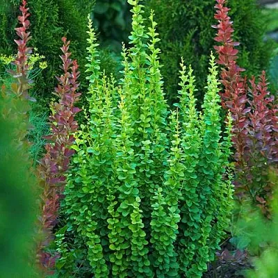 Барбарис ЭРЕКТА тунберга  Барбарис ЭРЕКТА тунберга в Красногорске