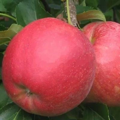 Яблоня РУБИН в Красногорске