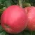Яблоня РУБИН в Красногорске