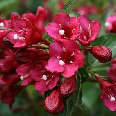 Вейгела ЕВА РАТКЕ в Красногорске