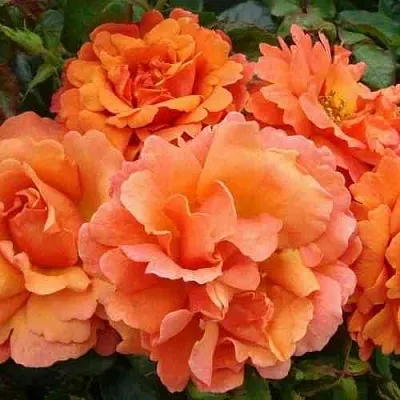 Саженцы роз БРИДЖ ОФ САЙЗ плетистая  Саженцы роз БРИДЖ ОФ САЙЗ плетистая в Красногорске