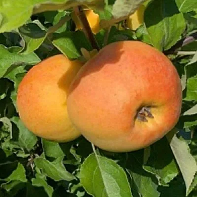 Яблоня АНТОНОВКА ЗОЛОТАЯ  Яблоня АНТОНОВКА ЗОЛОТАЯ в Красногорске