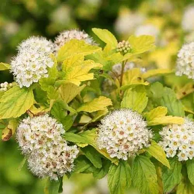 Пузыреплодник АНГЕЛ ГОЛД в Красногорске