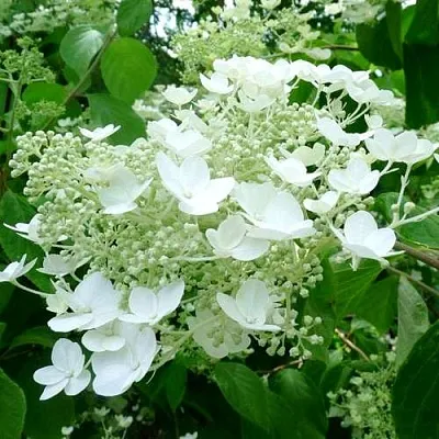 Гортензия УАЙТ ДОМ древовидная в Красногорске