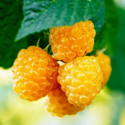 Малина МЕДОВАЯ  Малина МЕДОВАЯ в Красногорске