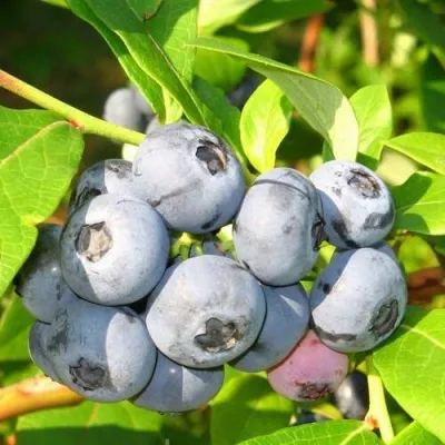 Голубика ЭЛИЗАБЕТ — описание сорта Голубика ЭЛИЗАБЕТ в Красногорске