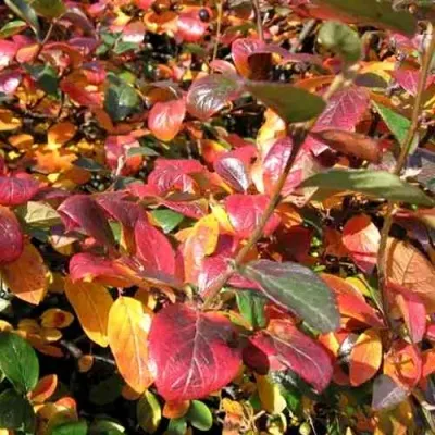 Кизильник блестящий — описание сорта Кизильник блестящий в Красногорске