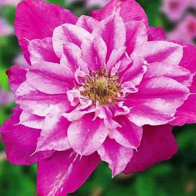 Клематис МАЙ ДАРЛИНГ  в Красногорске