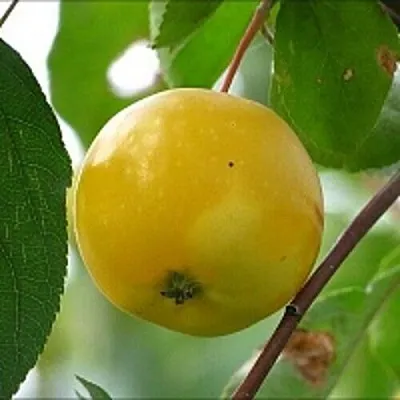 Яблоня КИТАЙКА ЖЁЛТАЯ колонновидная  Яблоня КИТАЙКА ЖЁЛТАЯ колонновидная в Красногорске