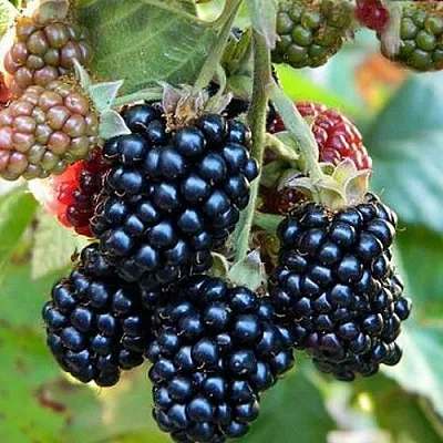 Ежевика ОУАЧИТА бесшипная в Красногорске