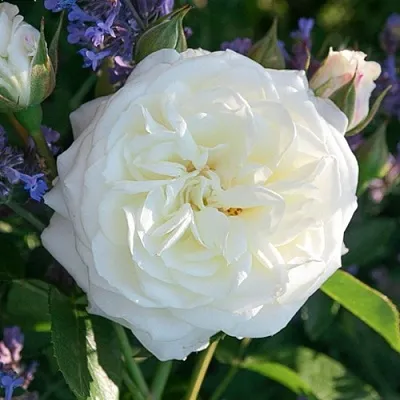 Саженцы роз АЛАБАСТЕР флорибунда  Саженцы роз АЛАБАСТЕР флорибунда в Красногорске