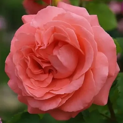 Саженцы роз ДИДИ БРИДЖУОТЕР плетистая  Саженцы роз ДИДИ БРИДЖУОТЕР плетистая в Красногорске