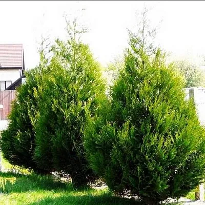 Туя АТРОВИРЕНС складчатая в Красногорске