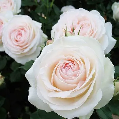 Саженцы роз ПАЛЕ РОЯЛЬ плетистая  Саженцы роз ПАЛЕ РОЯЛЬ плетистая в Красногорске