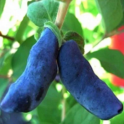 Жимолость съедобная БАКЧАРСКИЙ ВЕЛИКАН  Жимолость съедобная БАКЧАРСКИЙ ВЕЛИКАН в Красногорске