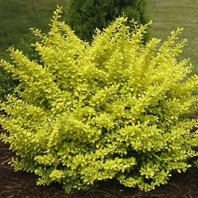 Барбарис АУРЕА тунберга  Барбарис АУРЕА тунберга в Красногорске