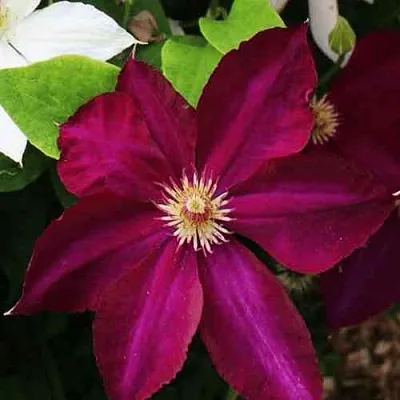 Клематис МАЗОВШЕ в Красногорске