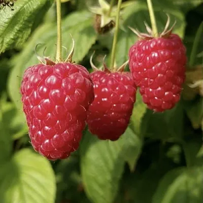 Малина МАПЕМА   Малина МАПЕМА  в Красногорске