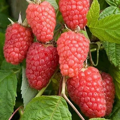 Малина КАСКАД ДЕЛАЙТ  Малина КАСКАД ДЕЛАЙТ в Красногорске