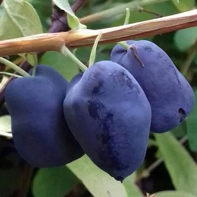 Жимолость съедобная БОРЕАЛ БЬЮТИ (СЕВЕРНАЯ КРАСАВИЦА)  Жимолость съедобная БОРЕАЛ БЬЮТИ (СЕВЕРНАЯ КРАСАВИЦА) в Красногорске