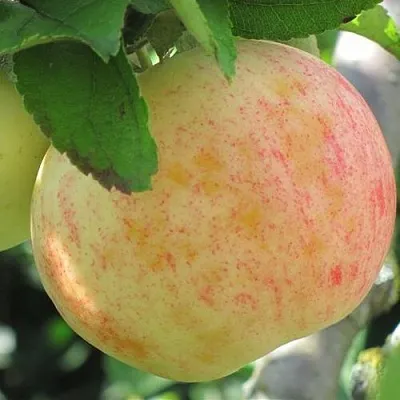 Яблоня ЛЕТНЕЕ СЛАДКОЕ  Яблоня ЛЕТНЕЕ СЛАДКОЕ в Красногорске