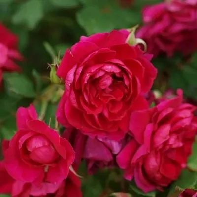 Саженцы роз КВАДРА плетистая  Саженцы роз КВАДРА плетистая в Красногорске