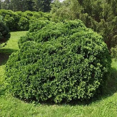 Туя УМБРАКУЛИФЕРА западная в Красногорске