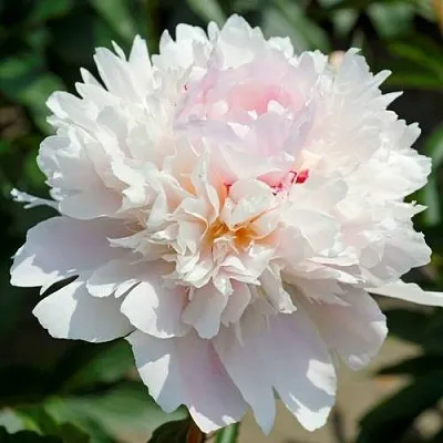 Пион АЛЕРТИ травянистый  Пион АЛЕРТИ травянистый в Красногорске