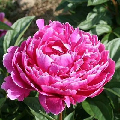 Пион СЕБАСТЬЯН МААС травянистый  Пион СЕБАСТЬЯН МААС травянистый в Красногорске