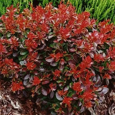 Барбарис КАРМЕН тунберга  Барбарис КАРМЕН тунберга в Красногорске