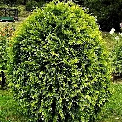 Туя ТИП ТОП западная в Красногорске