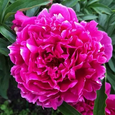 Пион КАРЛ РОЗЕНФЕЛЬД травянистый  Пион КАРЛ РОЗЕНФЕЛЬД травянистый в Красногорске