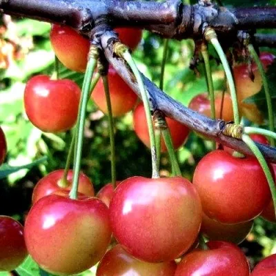 Черешня ГАСТИНЕЦ — описание сорта Черешня ГАСТИНЕЦ в Красногорске